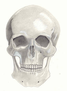 Skull