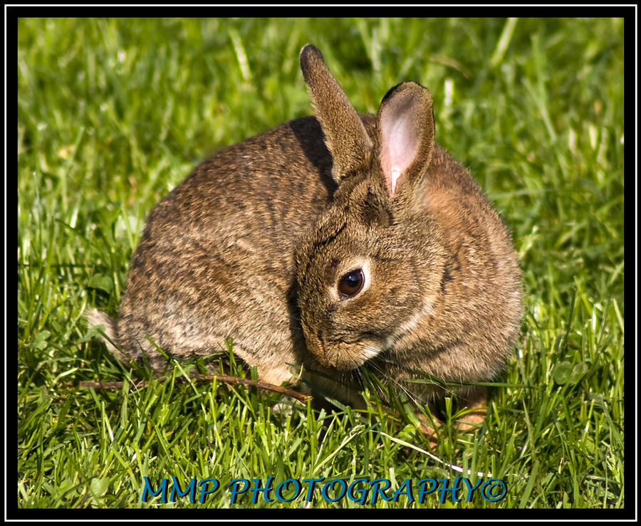 Wild Rabibit Wild Rabbit by 001mark on DeviantArt