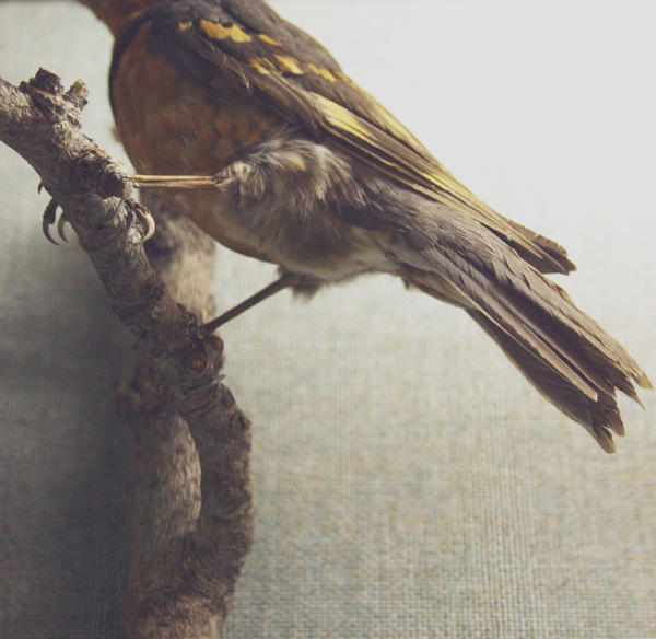 RIP bird by BlueAlgae on DeviantArt