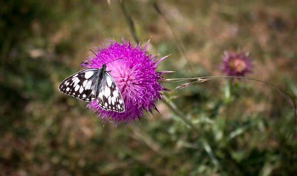 Sweet Butterfly