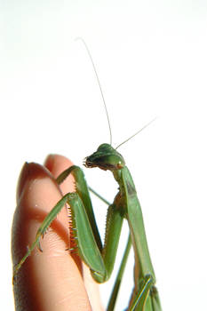 Mantis