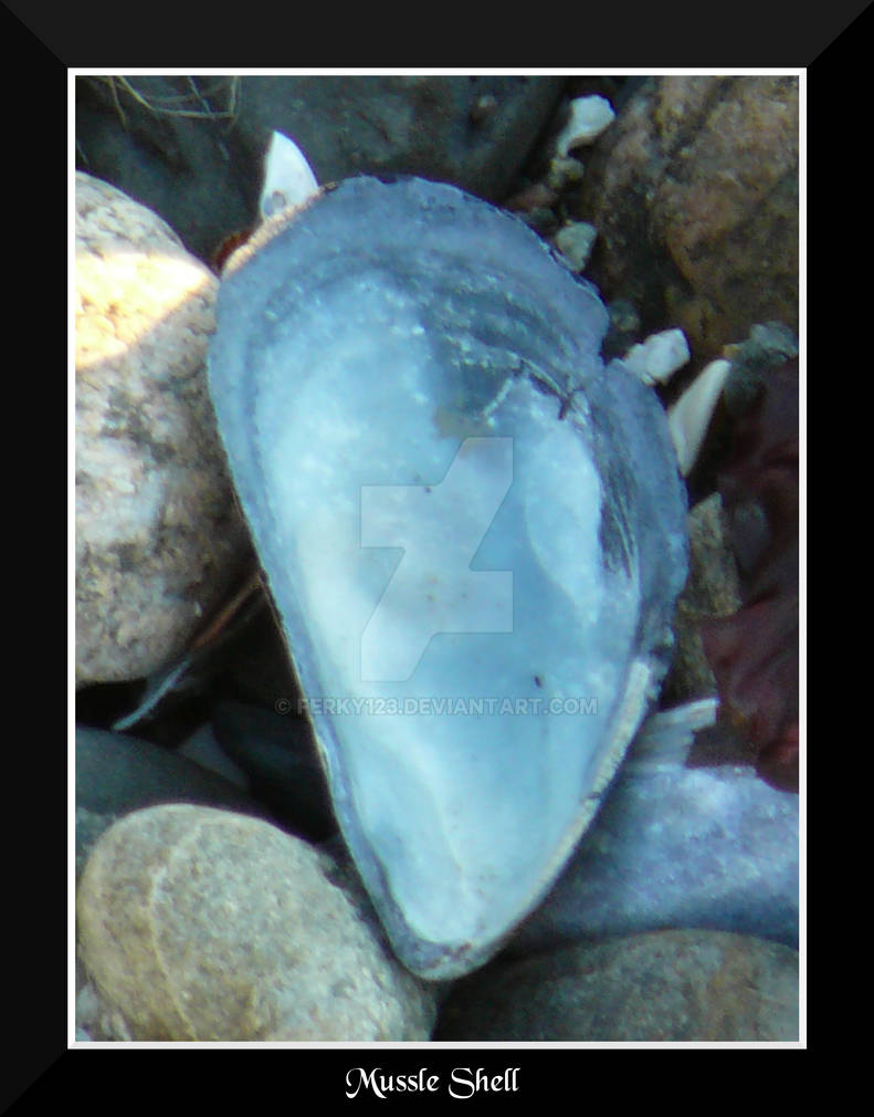 Mussle Shell by ferky123 on DeviantArt