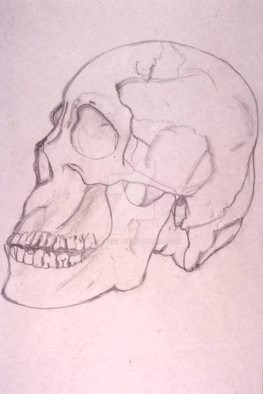 Study of a Skull