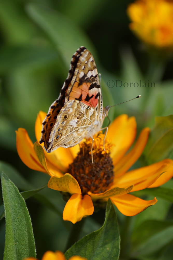 Brown Butterfly