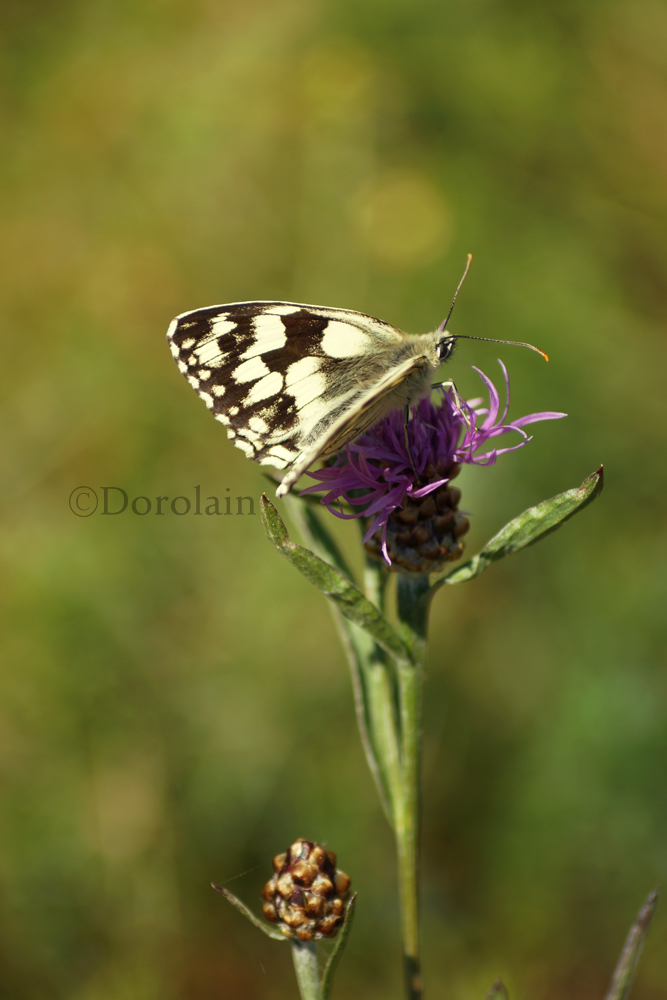 White Butterfly