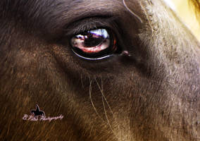 Eye Horse