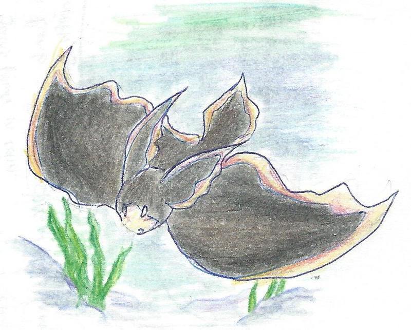 Fish Bat Drawing bat fish by MrGlassesMan on DeviantArt