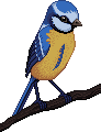 bird by vegi92pixel