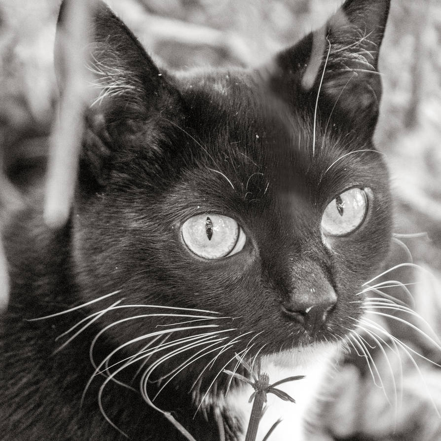 Lisa the cat by Roosje770 on DeviantArt