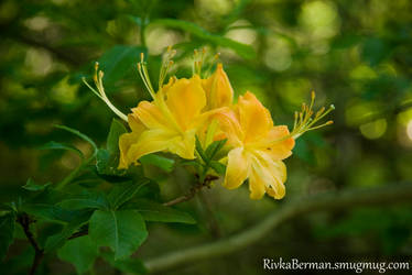 Yellow Flowers