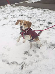 Pup in the snow