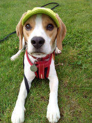 Pup in a hat