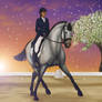 Midnight Sun Dressage