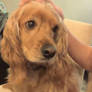 Another Puppy Pic