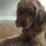 More of the cute lil' fur ball!
