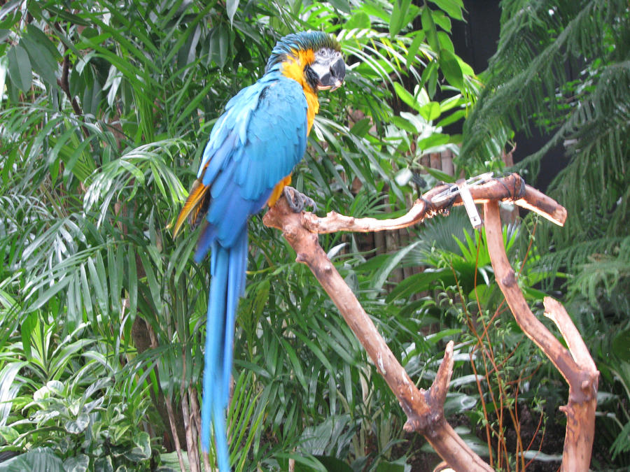 Blue Macaw