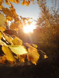 Fall leaves