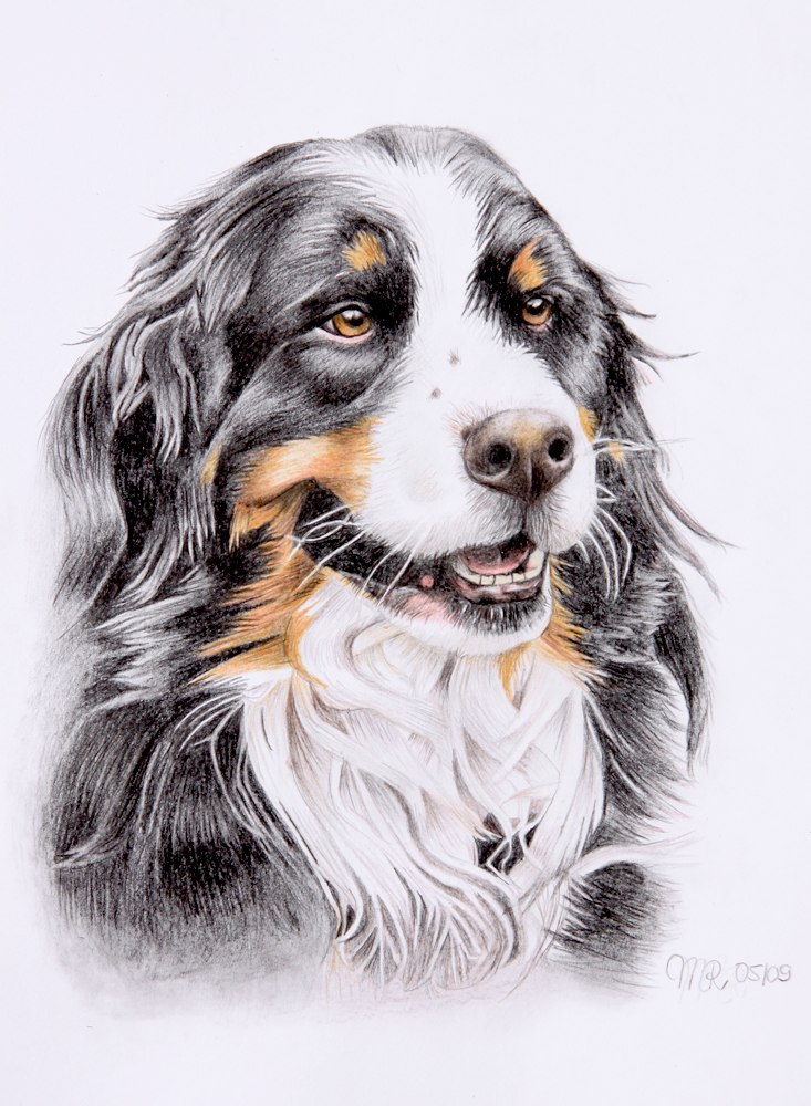 Bernese mountain dog Vincent