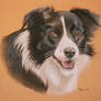 Border Collie Lady