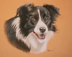 Border Collie Lady