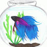 Beta Fish