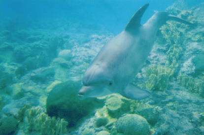 Dolphin