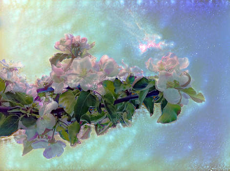 White flower on blue sky in the garden