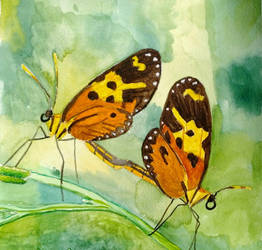 Butterflies