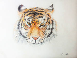 Original Colored Pencil Drawing Tiger Animal Art