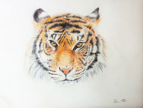 Original Colored Pencil Drawing Tiger Animal Art by clara24ever on  DeviantArt