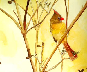 Cardinal in Yellow