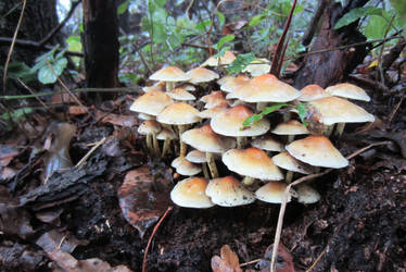 Toadstools in the forest