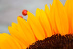 Sunflower by RosiLesStrange