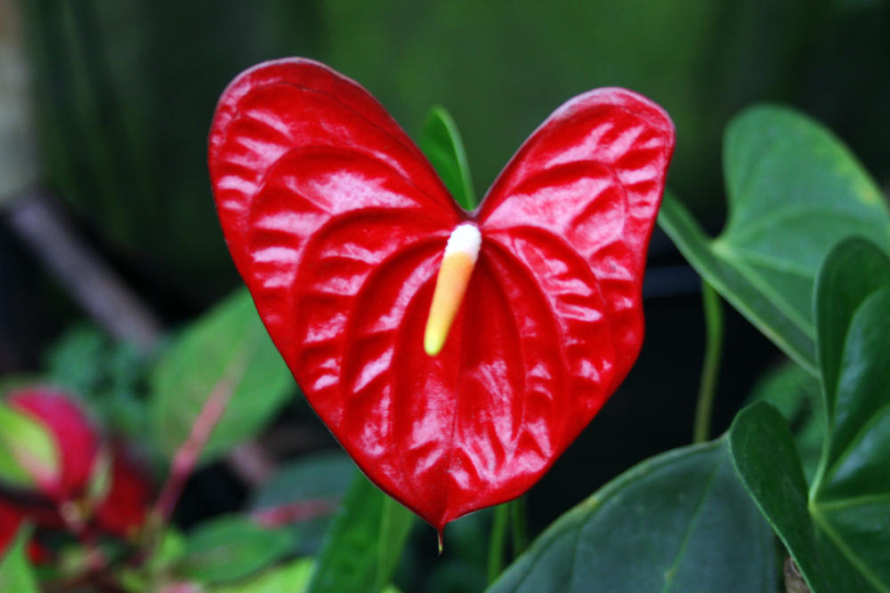 Heart Shaped Flower by weirdabdulla on DeviantArt