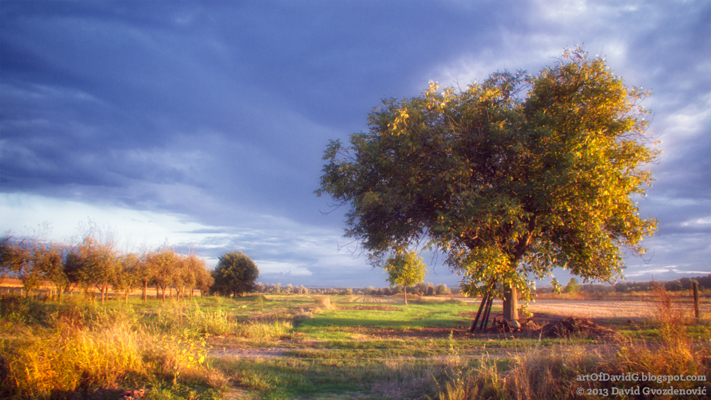 The Golden Fields