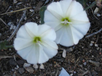 White Morning Glories