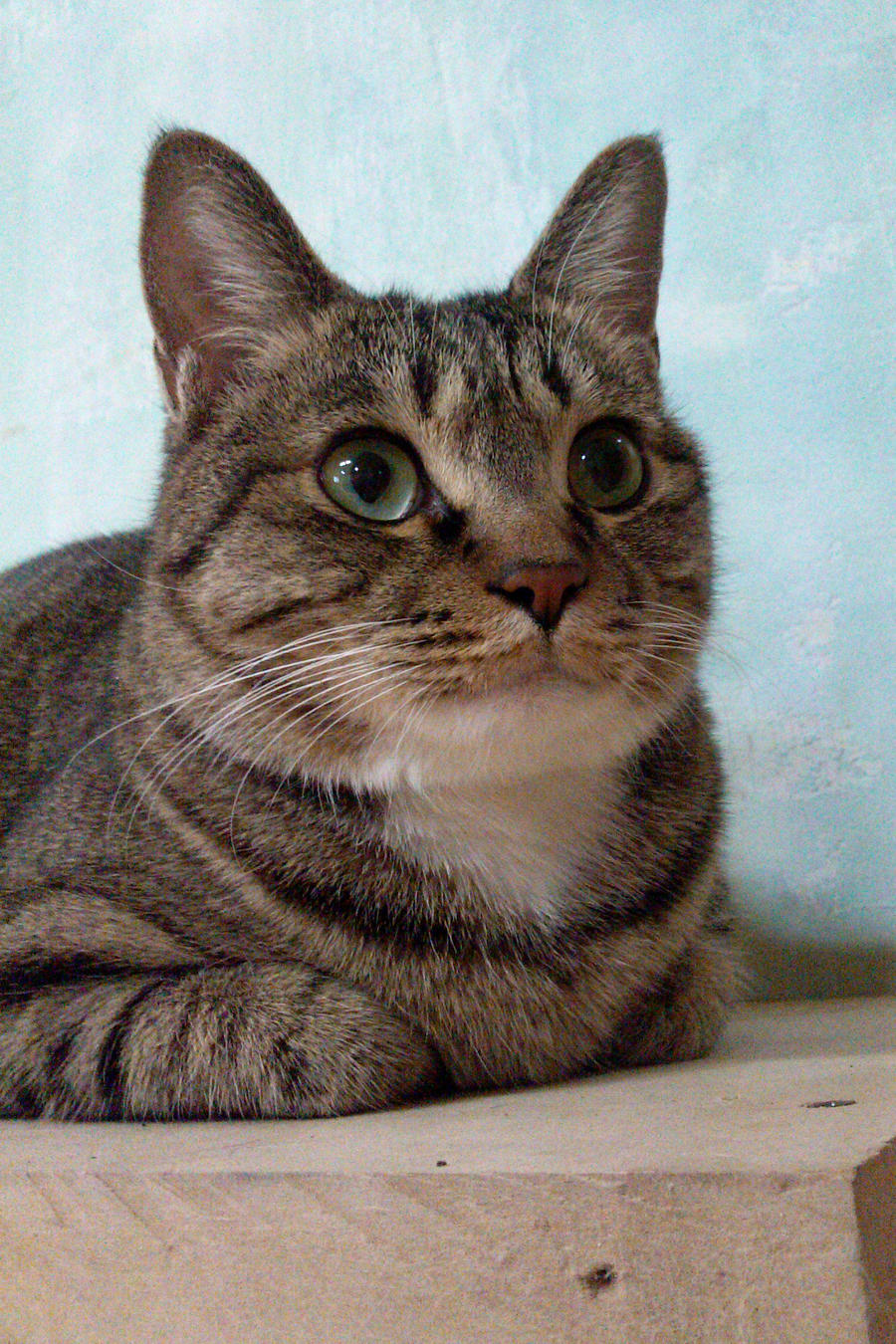 Korean Short Hair Cats By Ddall On Deviantart