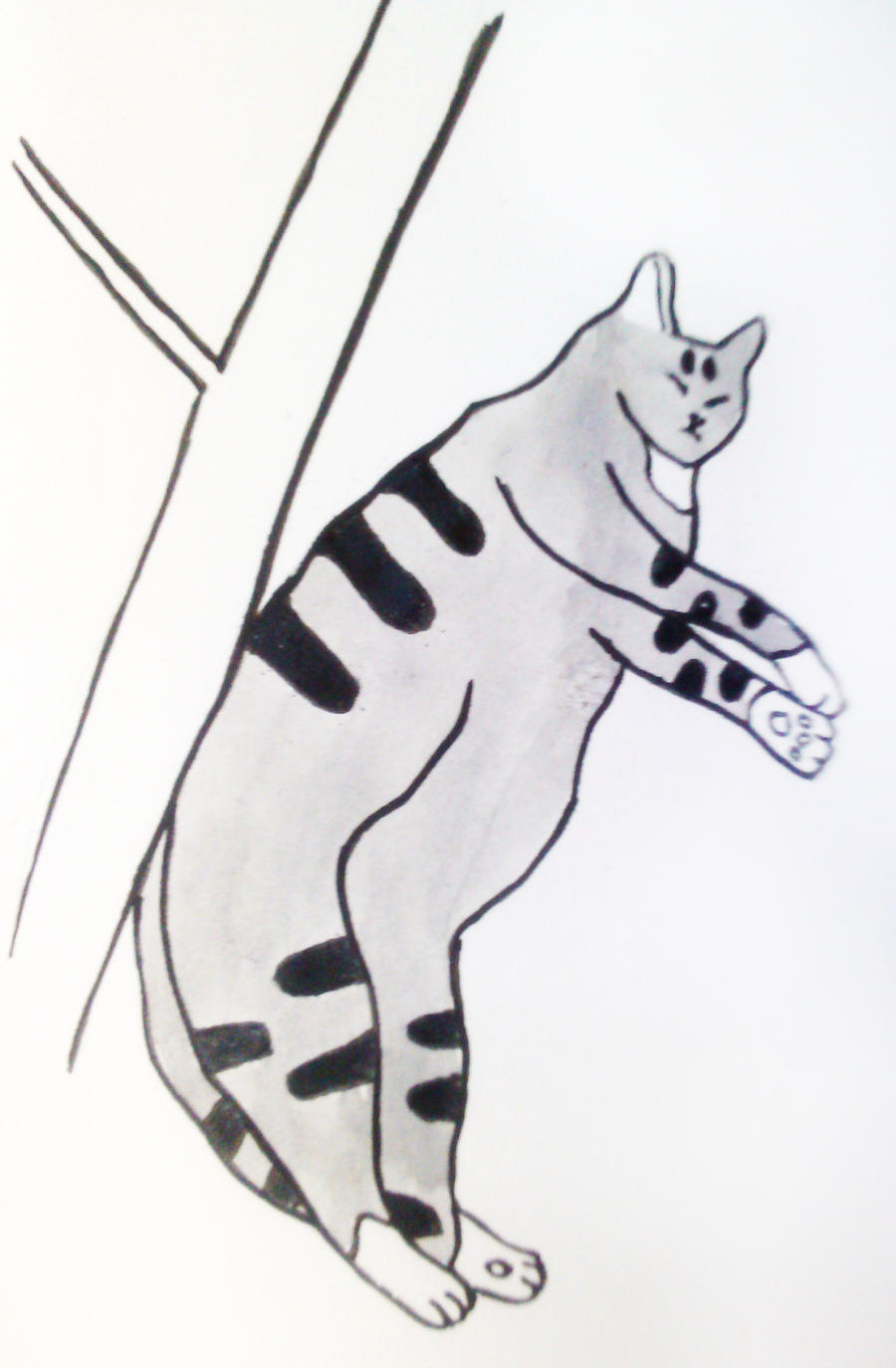 Korean Short Hair Cat By Ddall On Deviantart