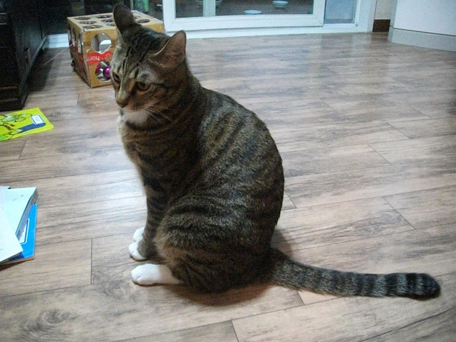 Korean Short Hair Cat By Ddall On Deviantart