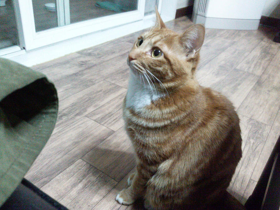 Korean Short Hair Cat By Ddall On Deviantart