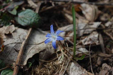 little blue flower