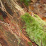 Moss On a stump.