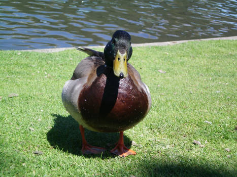 Duck