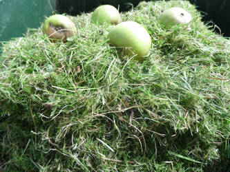 Rotten Apple Stock 2013 Pic 56