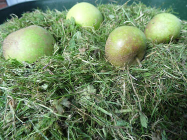 Rotten Apple Stock 2013 Pic 58