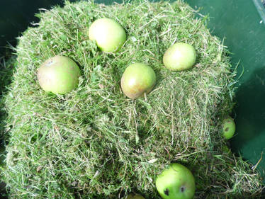 Rotten Apple Stock 2013 Pic 59