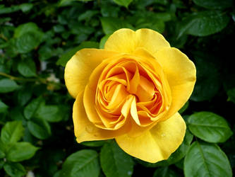 Sweet Yellow Rose