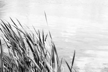 Grass at the Lake BW