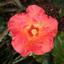 Hibiscus flower