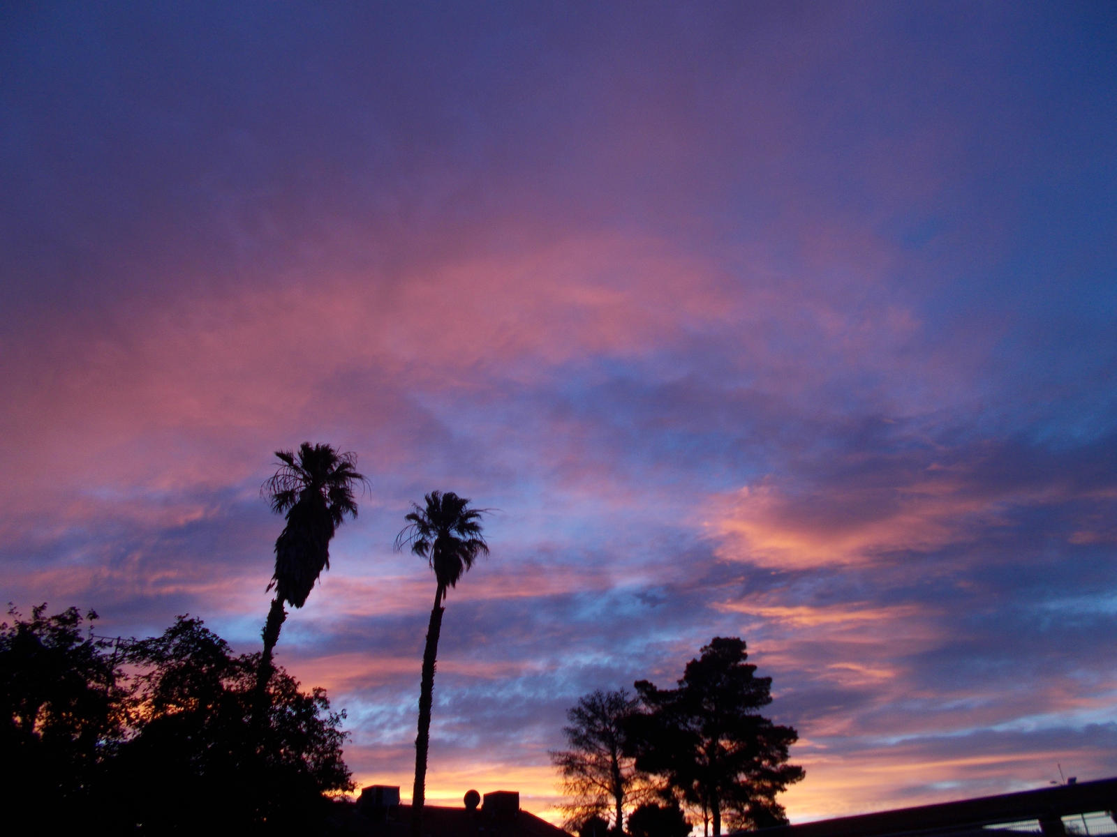 Sunset palms